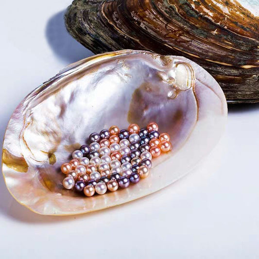 7.【Live】 normal Pearls. One oyster with 20-30pcs pearls